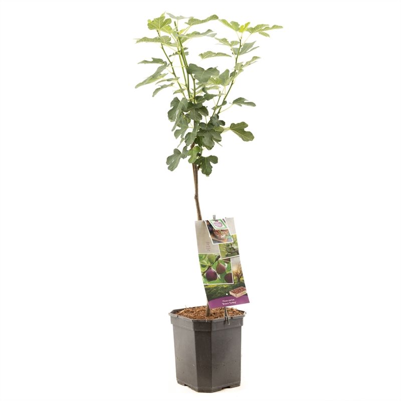 Ficus carica Brown Turkey 150cm 24cm Pot