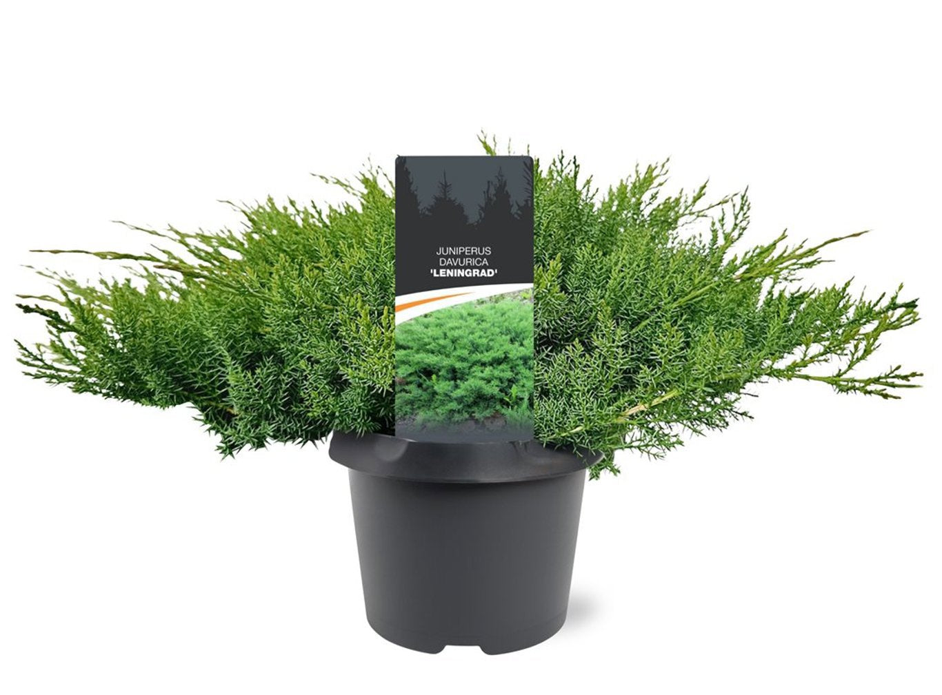 Juniperus dav. Leningrad 60cm 19cm Pot