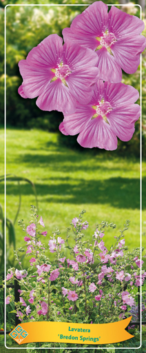 Lavatera Bredon Springs 40cm 14cm Pot