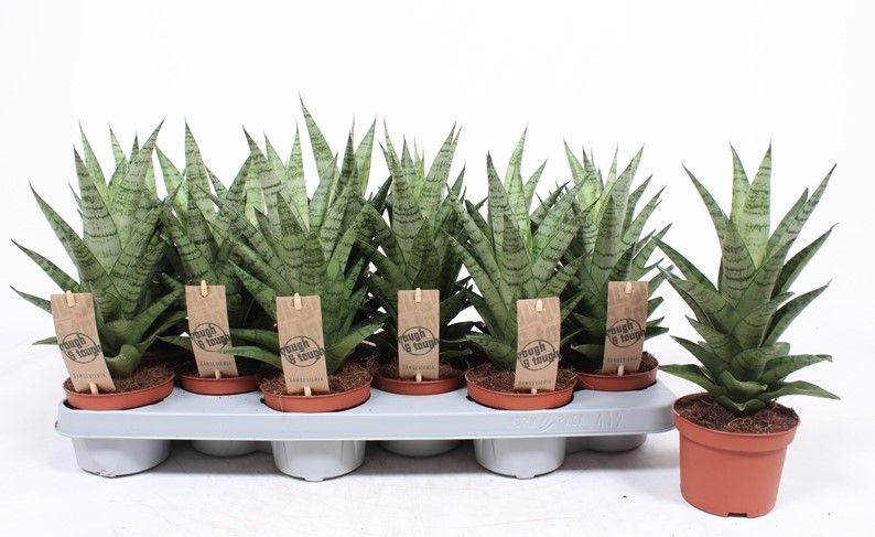 Sansevieria Tough Lady 30cm 510cm Pot
