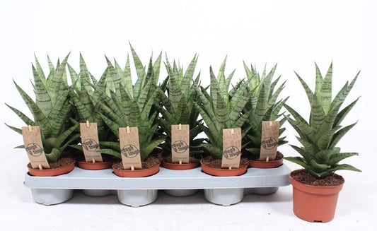 Sansevieria Tough Lady 30cm 510cm Pot