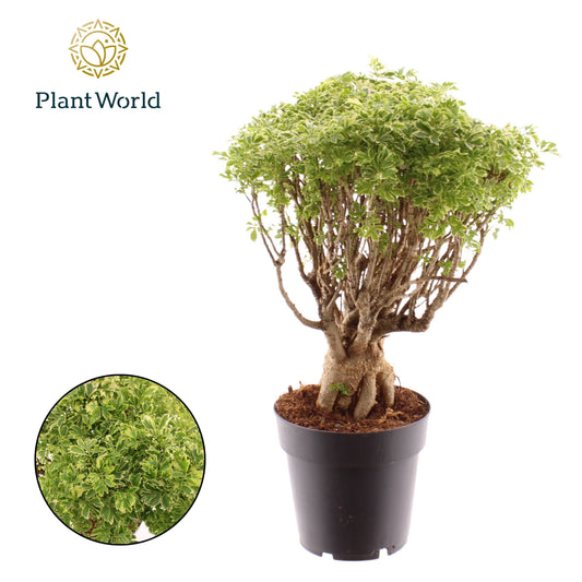 Polyscias Ming Gold 40cm 14cm Pot