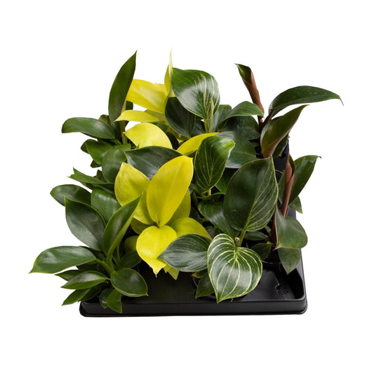 Philodendron mix 12cm 6cm Pot