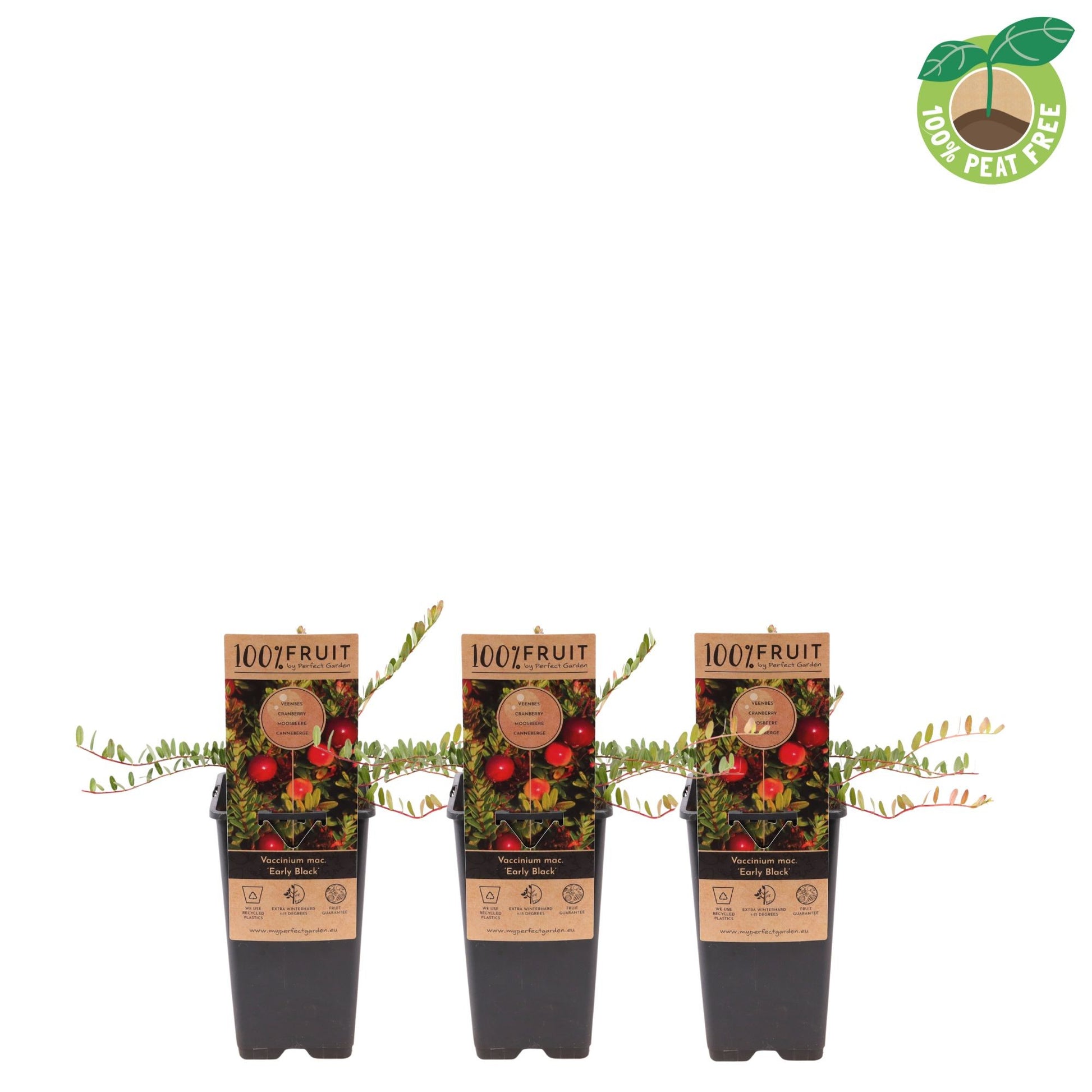 Vaccinium macr. Early Black 40cm 15cm Pot
