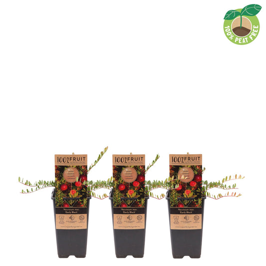 Vaccinium macr. Early Black 40cm 15cm Pot