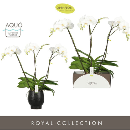 Phalaenopsis Theatro + drpceramic 85cm 17cm Pot