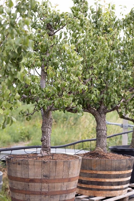 Pyrus Doyenne de Comice Patio 250cm 90cm Pot