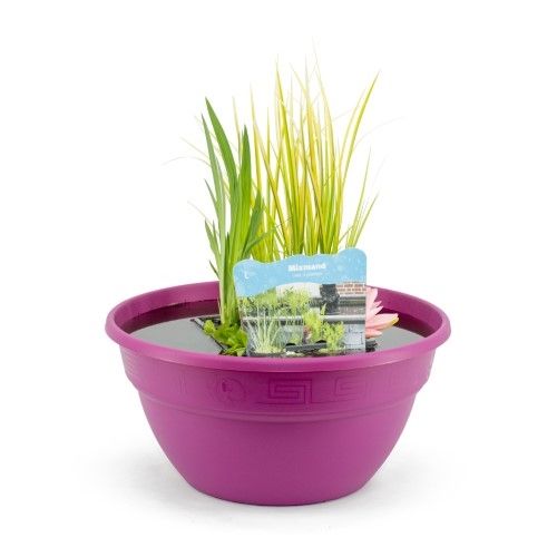 arr. Water plant Terras fuchsia 50cm 40cm Pot