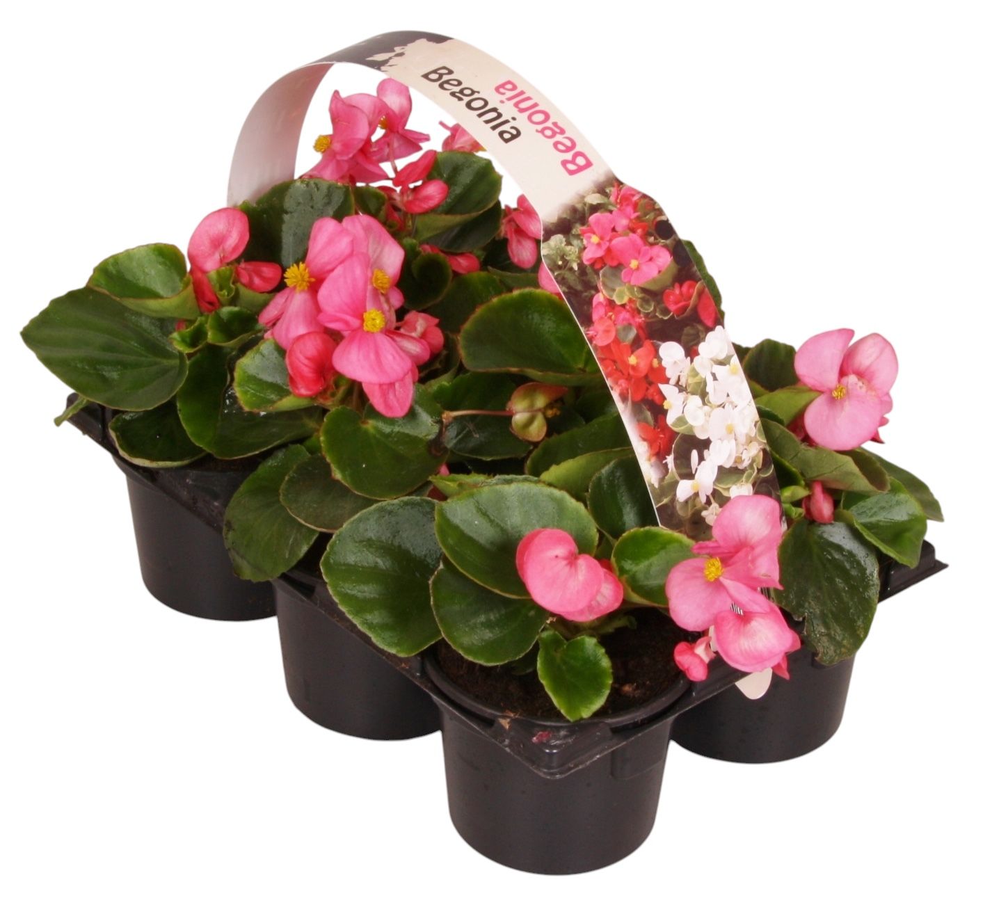 Begonia semp. green leaf pink 15cm 9cm Pot