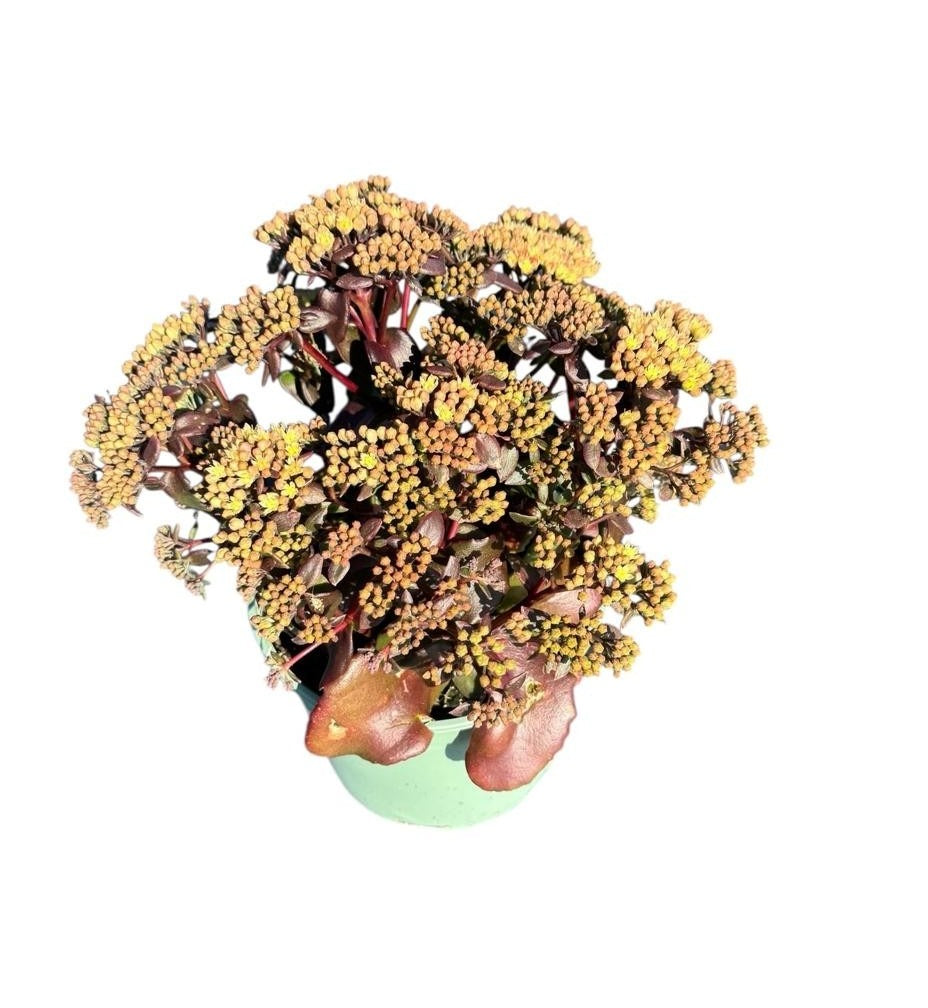 Sedum Seduction Cherry Chocolate 35cm 17cm Pot