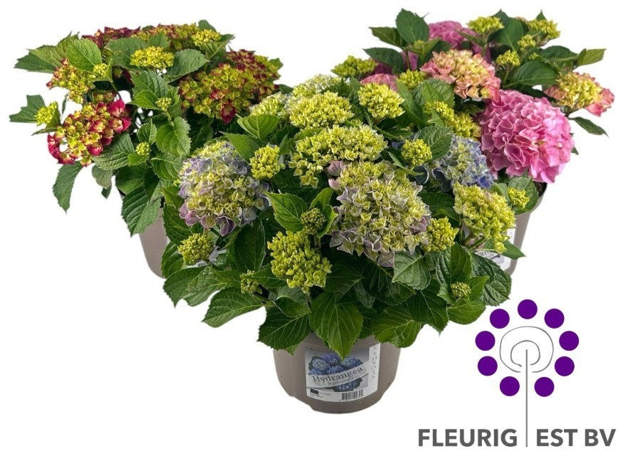 Hydrangea macrophylla 40cm 23cm Pot