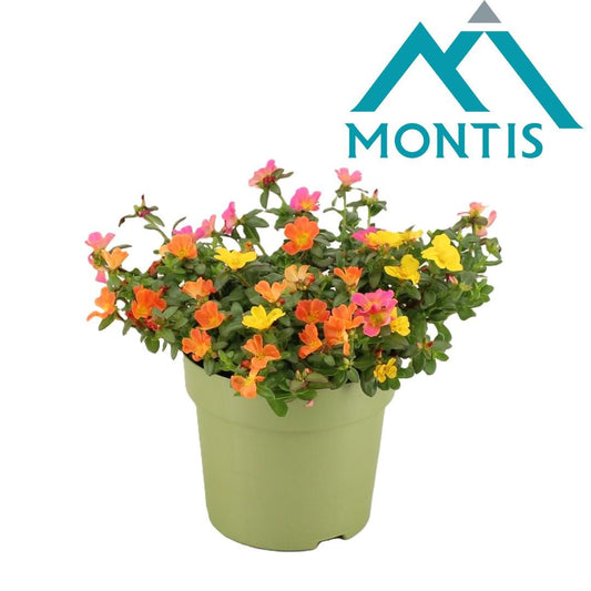 Portulaca carnaval 15cm 15cm Pot