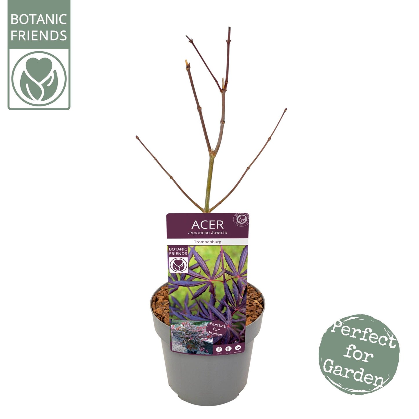 Acer palm. Trompenburg 65cm 19cm Pot
