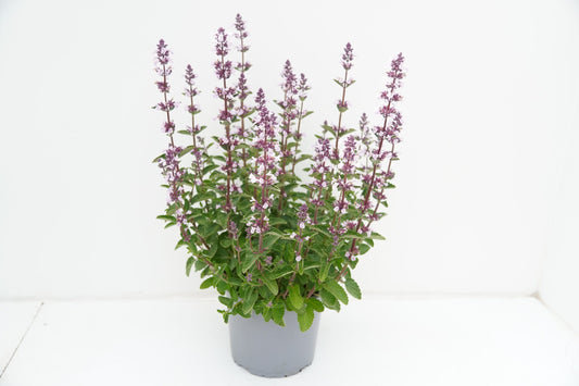 Nepeta sibirica 30cm 17cm Pot