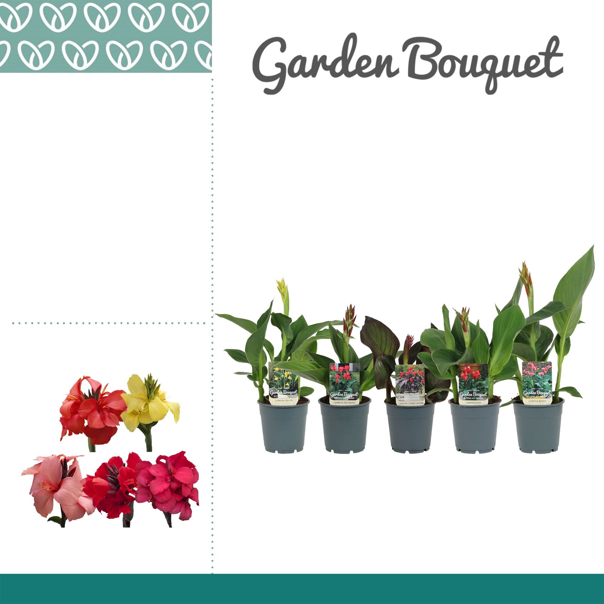 Canna Cannova mix 30cm 12cm Pot