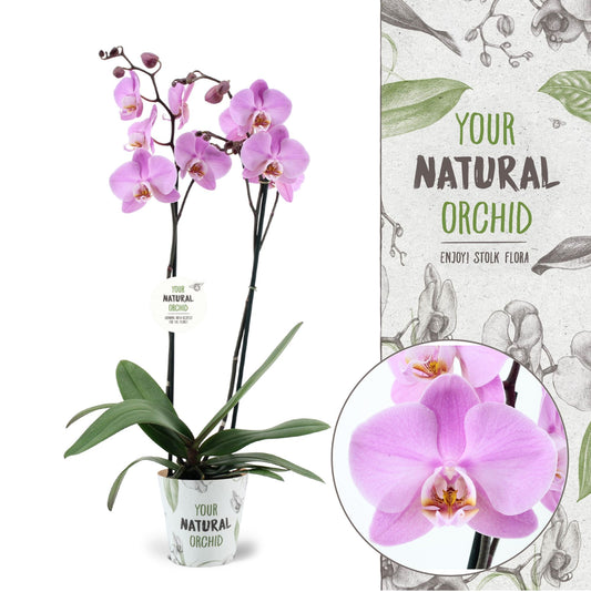 Phalaenopsis Milwaukee 65cm 12cm Pot