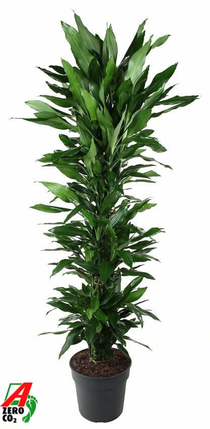 Dracaena frag. Janet Lind 170cm 34cm Pot