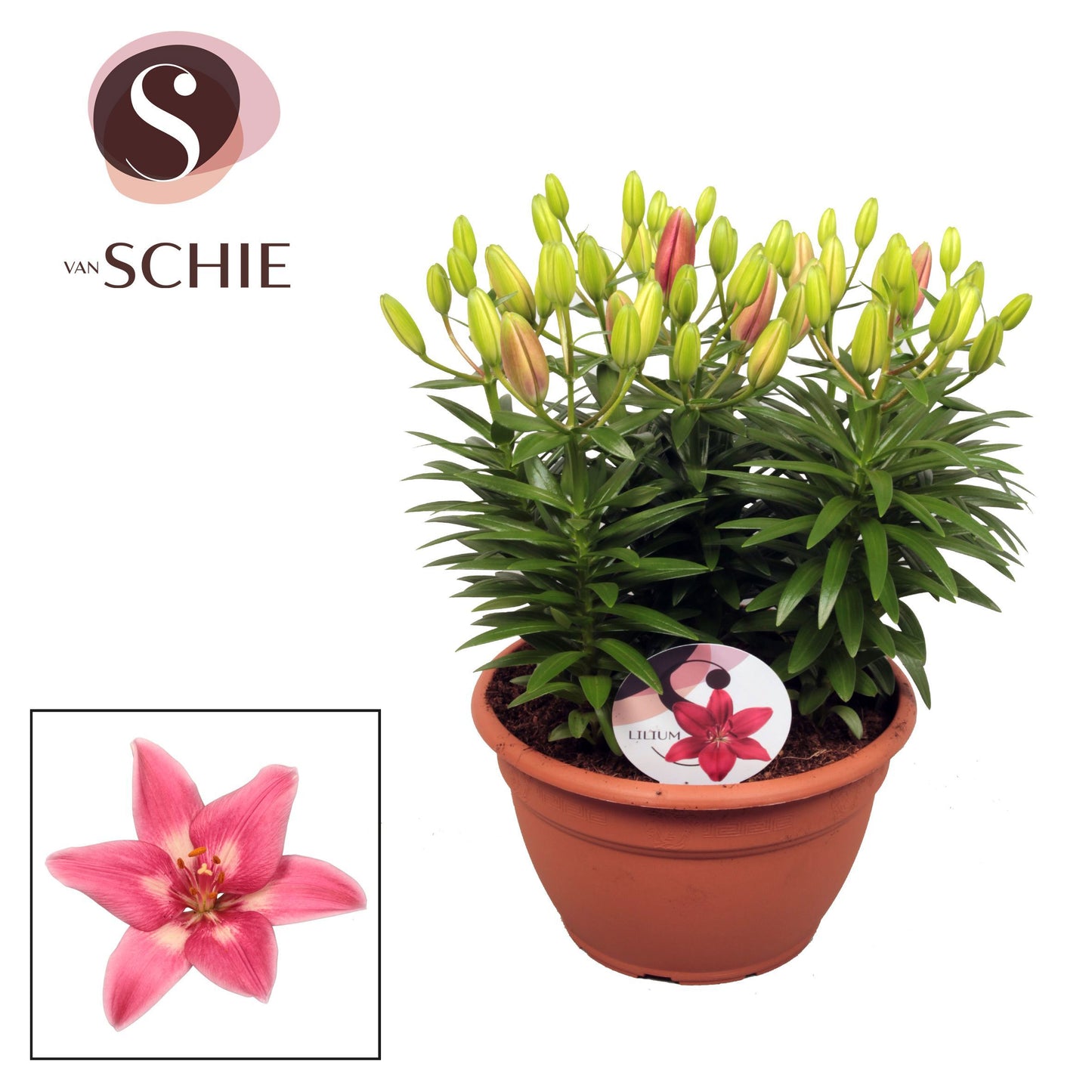Lilium az. Rozalynn 40cm 25cm Pot