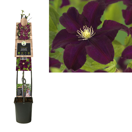 Clematis pat. Warszawska Nike 115cm 23cm Pot