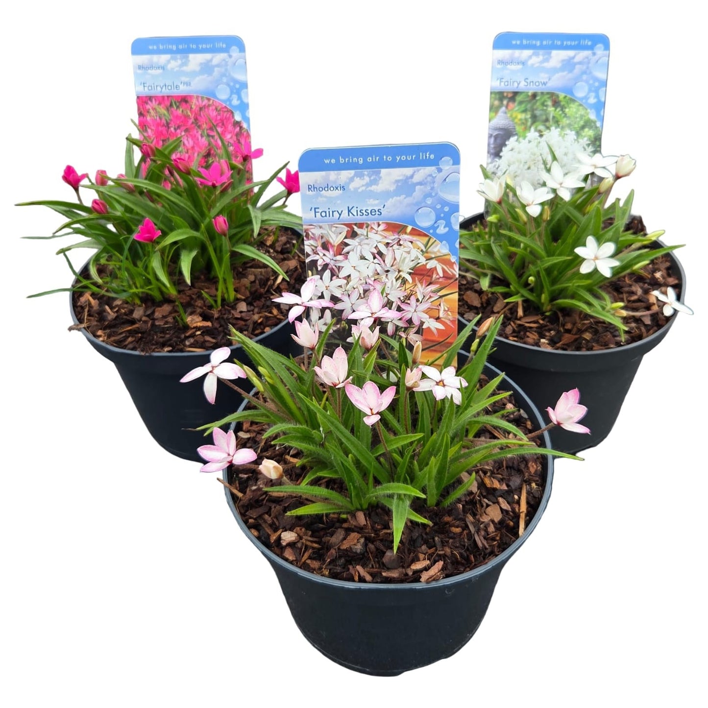 Rhodoxis mix 25cm 17cm Pot