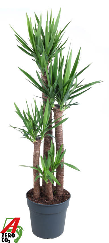 Yucca 120-90-60-30 180cm 34cm Pot
