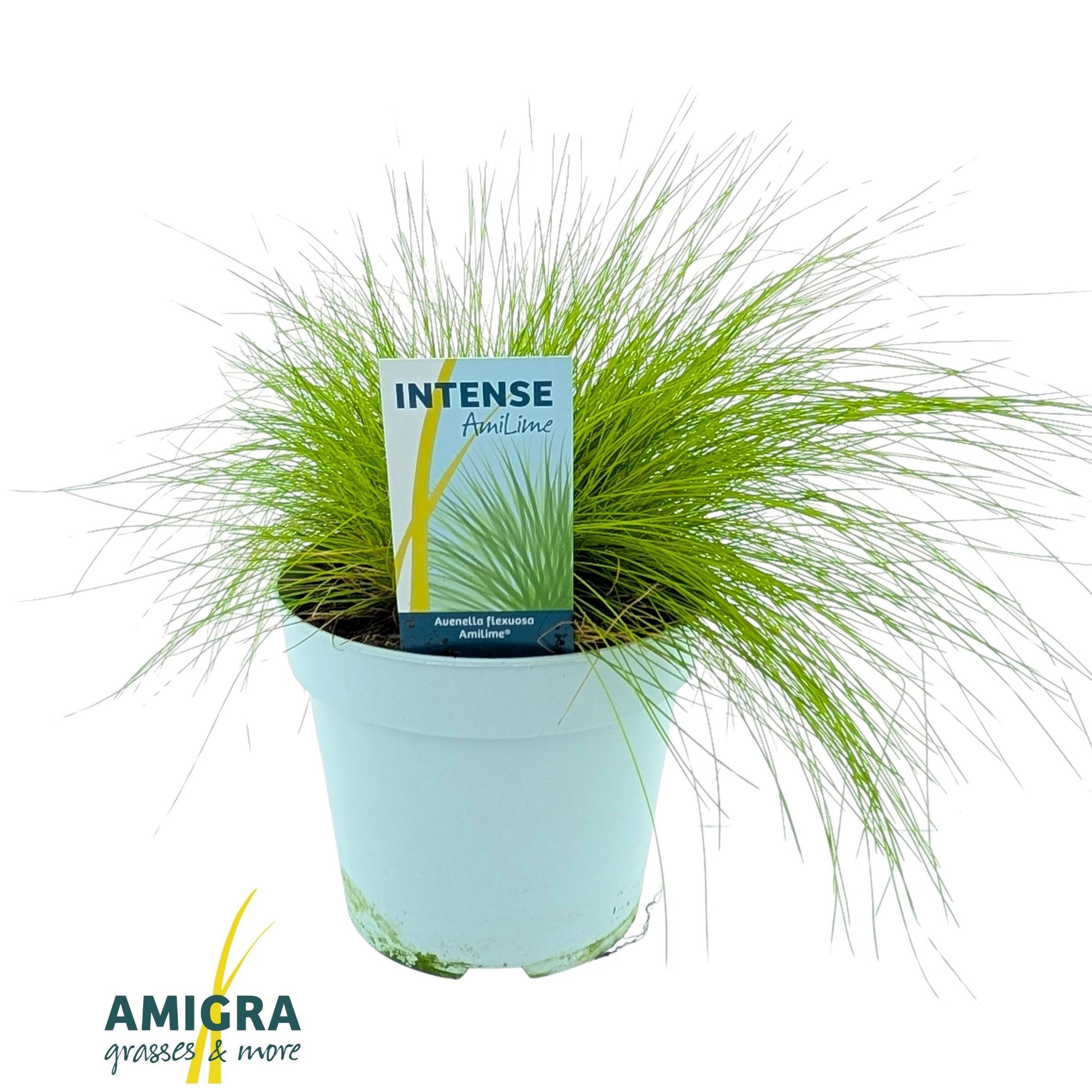Deschampsia flexuosa amilime 35cm 17cm Pot