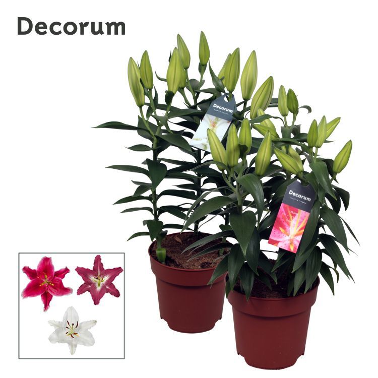 Lilium oriental mix 55cm 17cm Pot