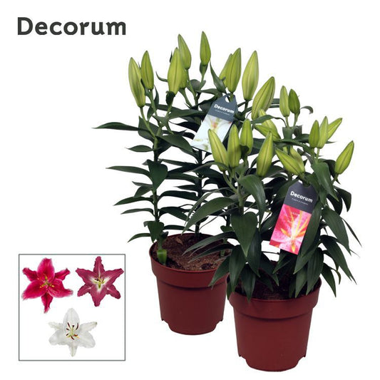 Lilium oriental mix 55cm 17cm Pot