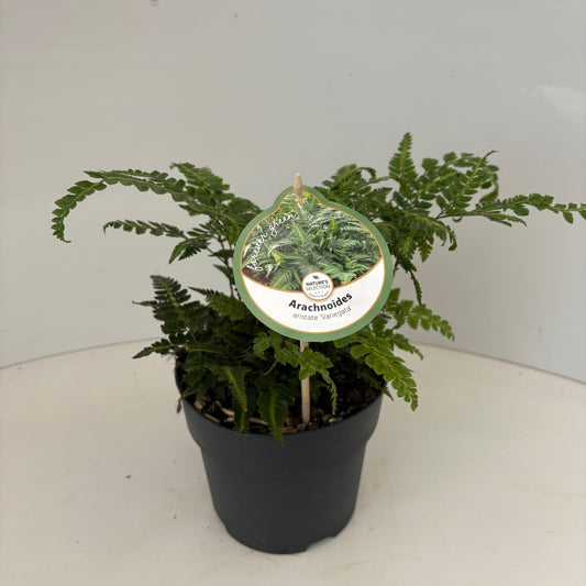 Arachniodes aristata Variegata 40cm 17cm Pot