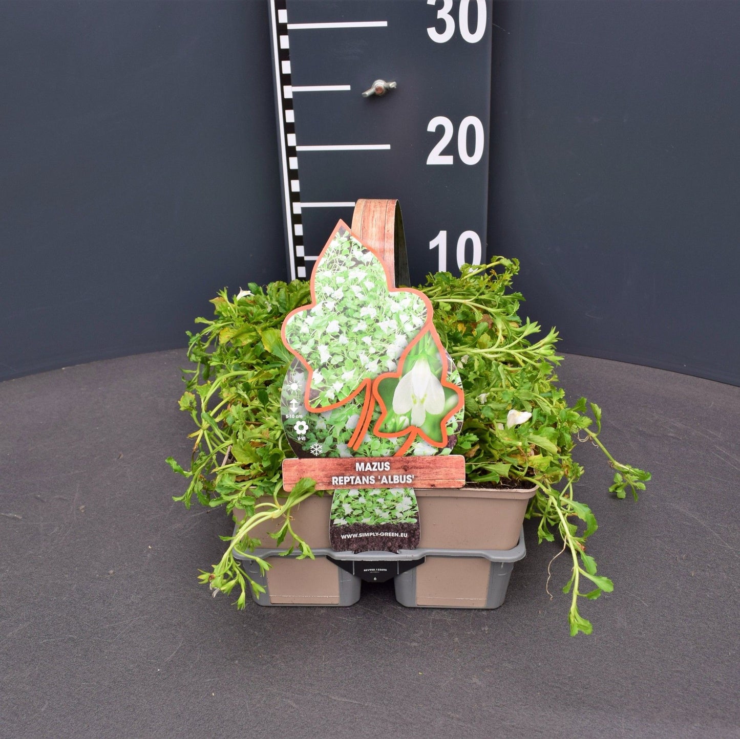 Mazus rep. Albus 5cm 9cm Pot