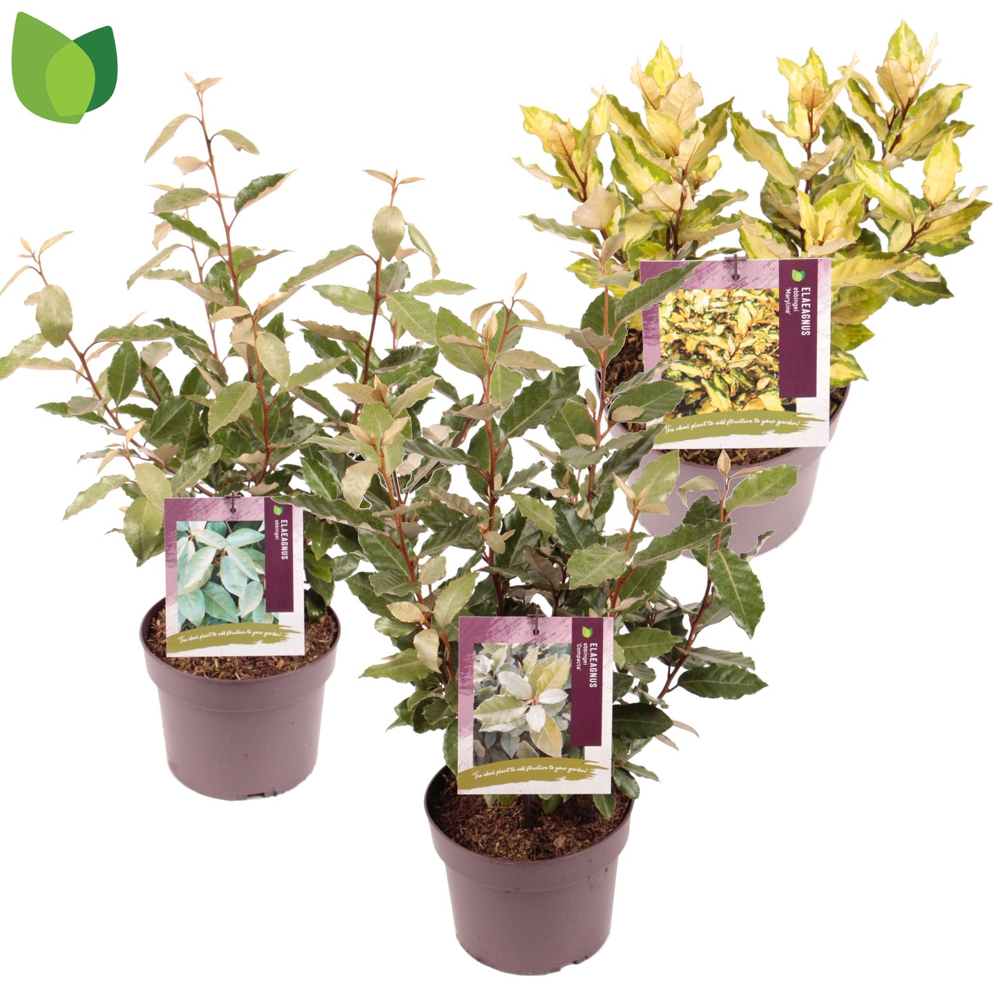 Elaeagnus Ebbingei 35cm 19cm Pot