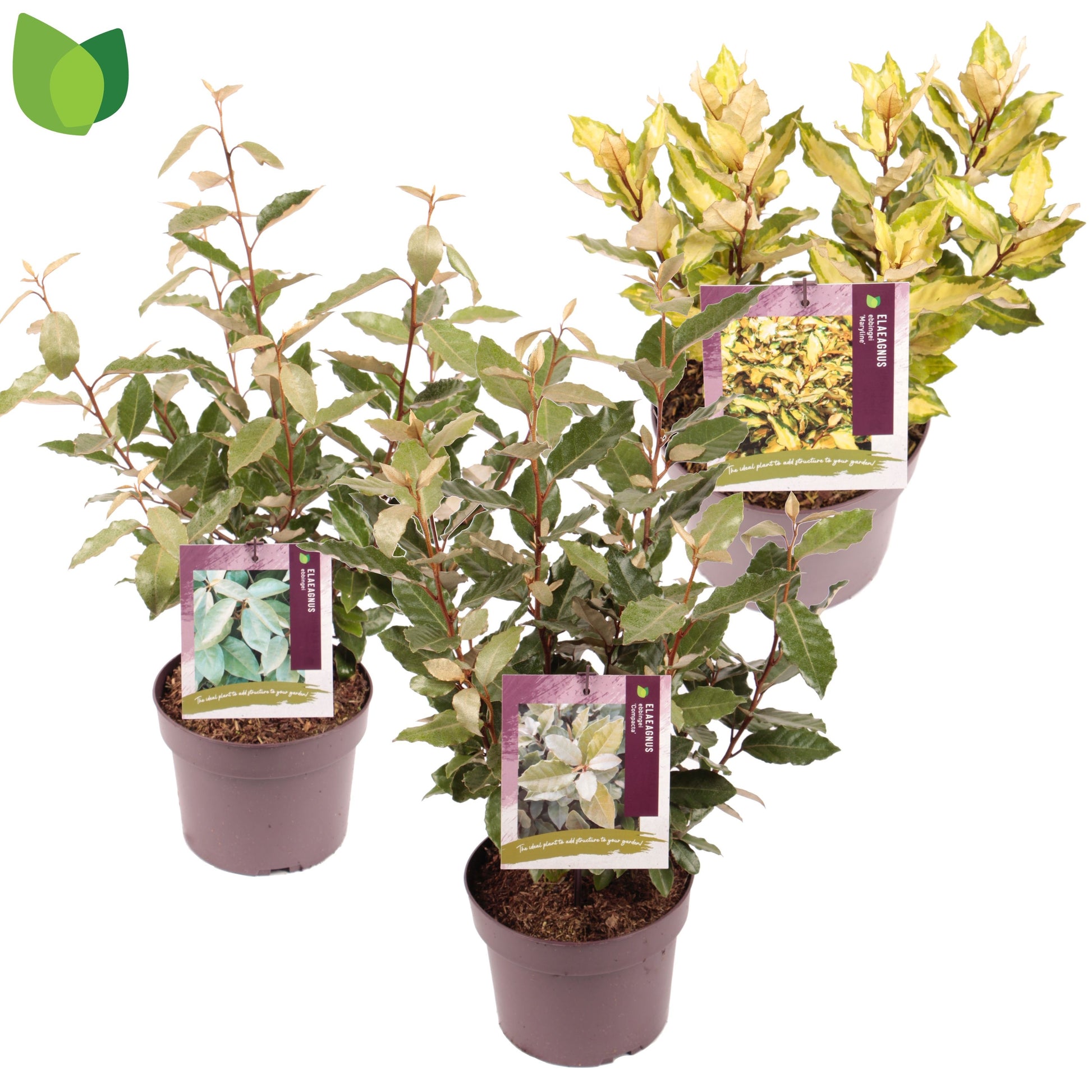 Elaeagnus Ebbingei 35cm 19cm Pot