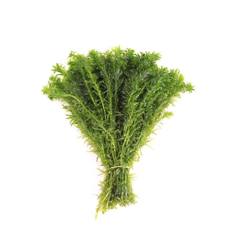Aquarium plant mix 5cm 2cm Pot