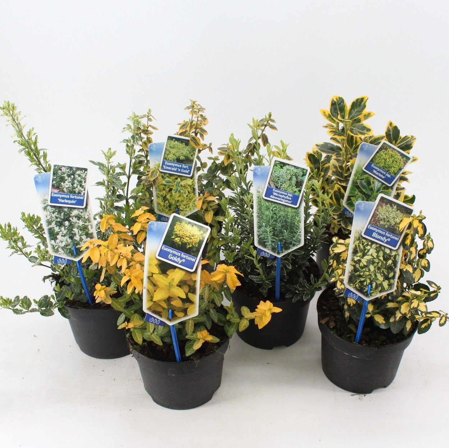 Euonymus japonicus mix 20cm 17cm Pot
