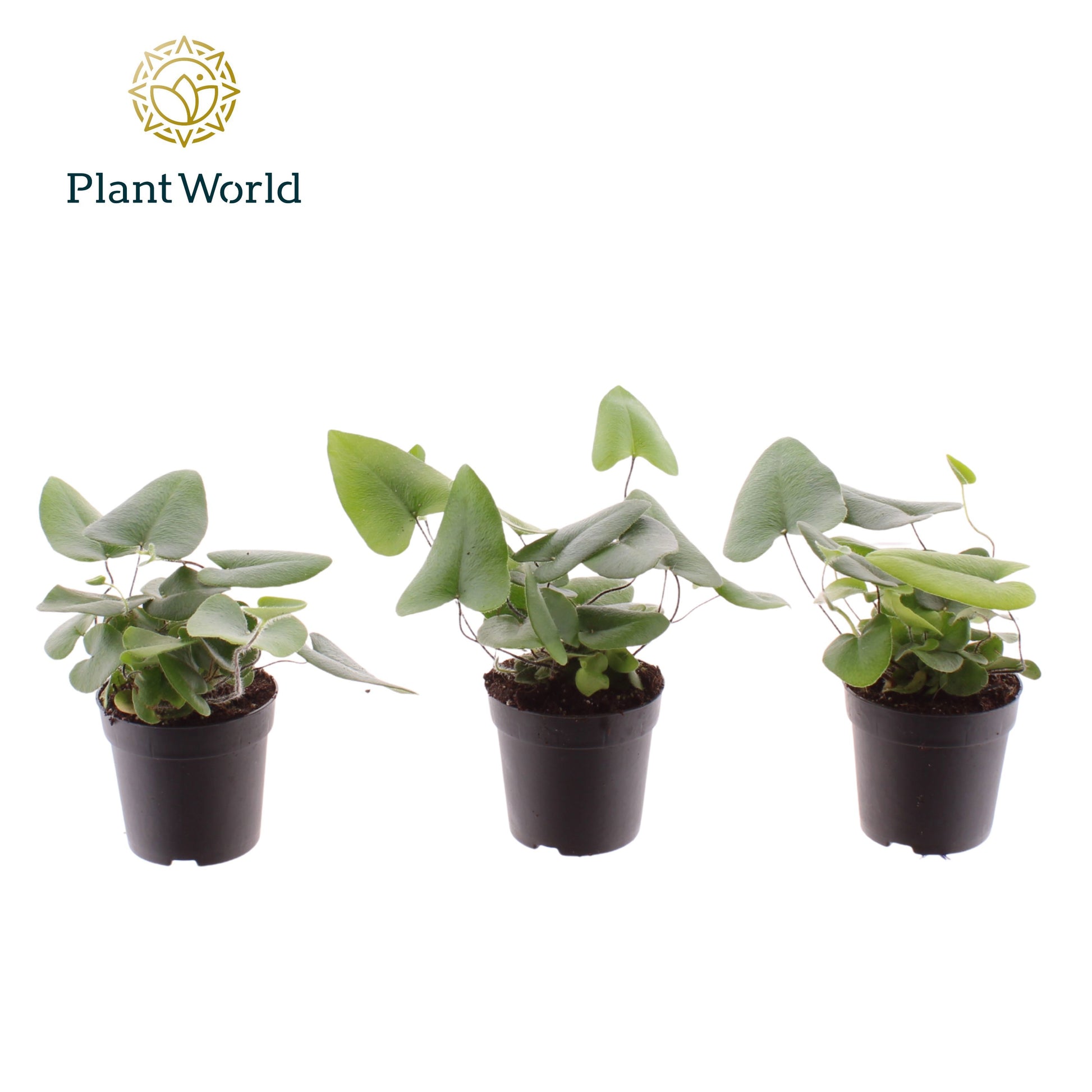 Hemionitis arifolia 15cm 7cm Pot