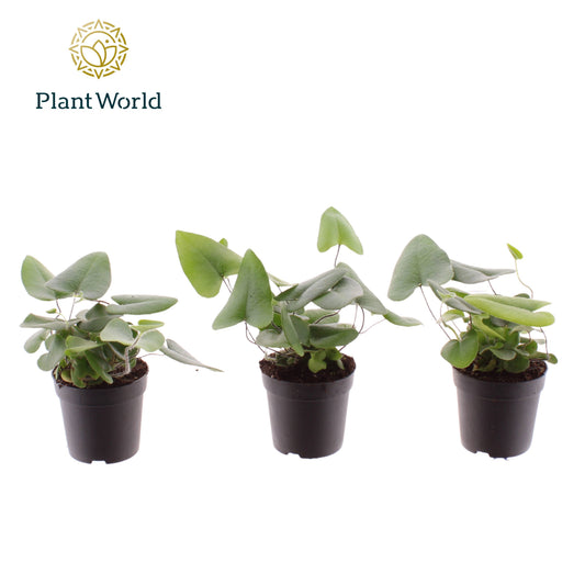Hemionitis arifolia 15cm 7cm Pot