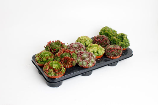 Sempervivum mix 15cm 510cm Pot