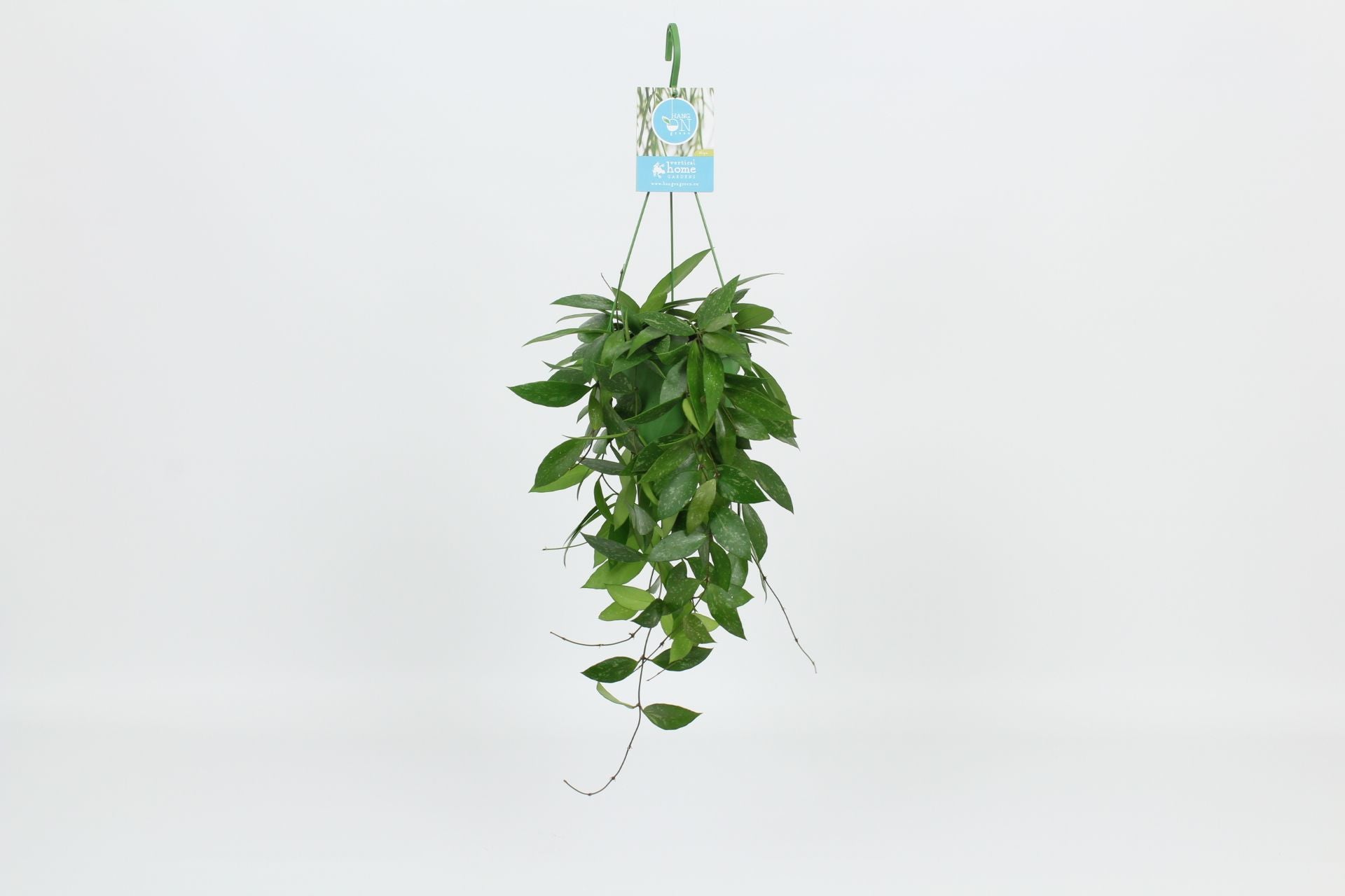 Hoya memoria 30cm 14cm Pot