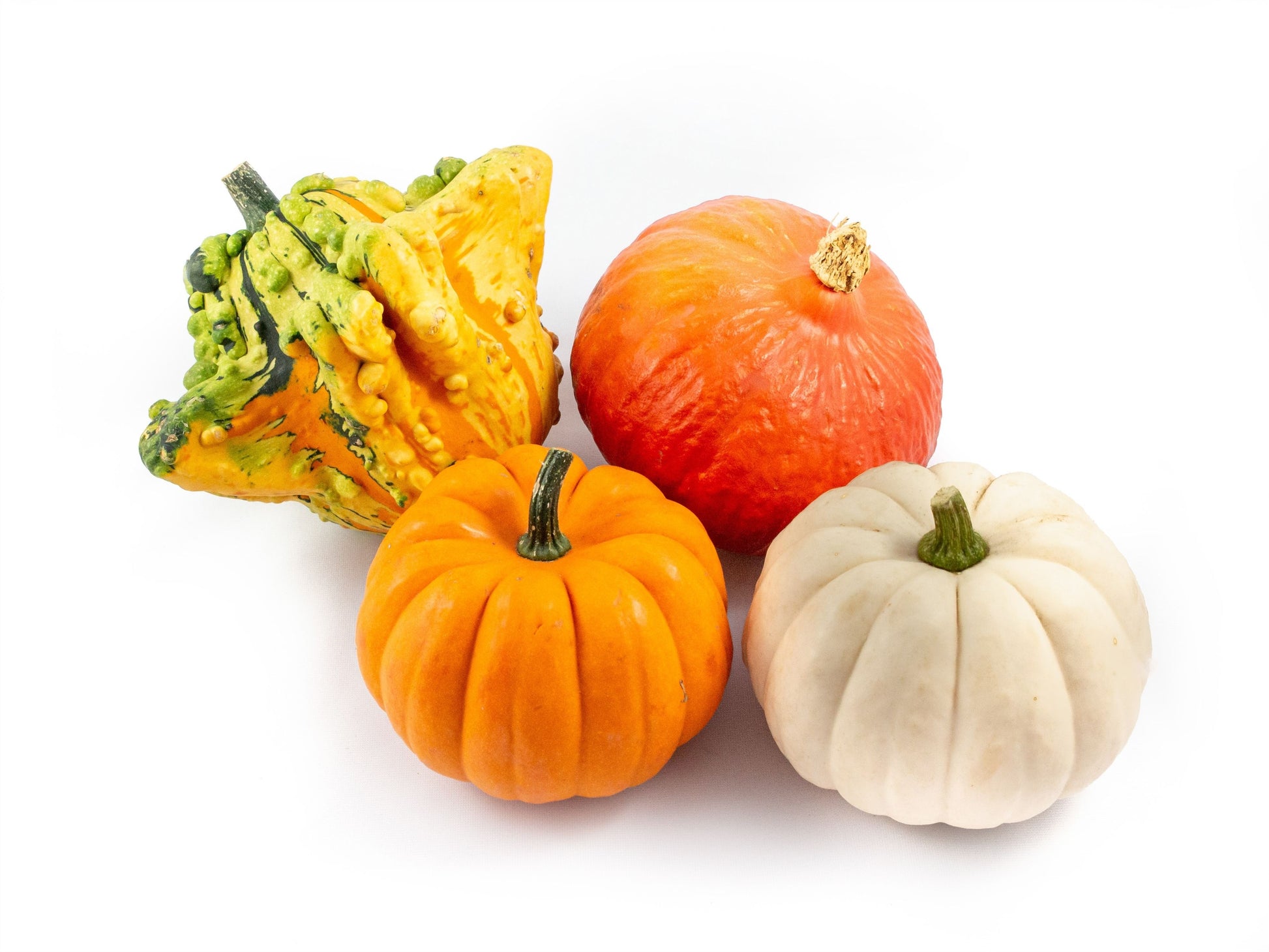 Krol Pompoenen Cucurbita pepo mix Pack of 8