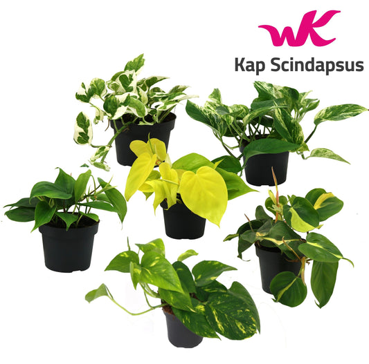 Epipremnum pinnatum mix 25cm 12cm Pot