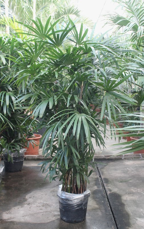 Rhapis excelsa 250cm 44cm Pot