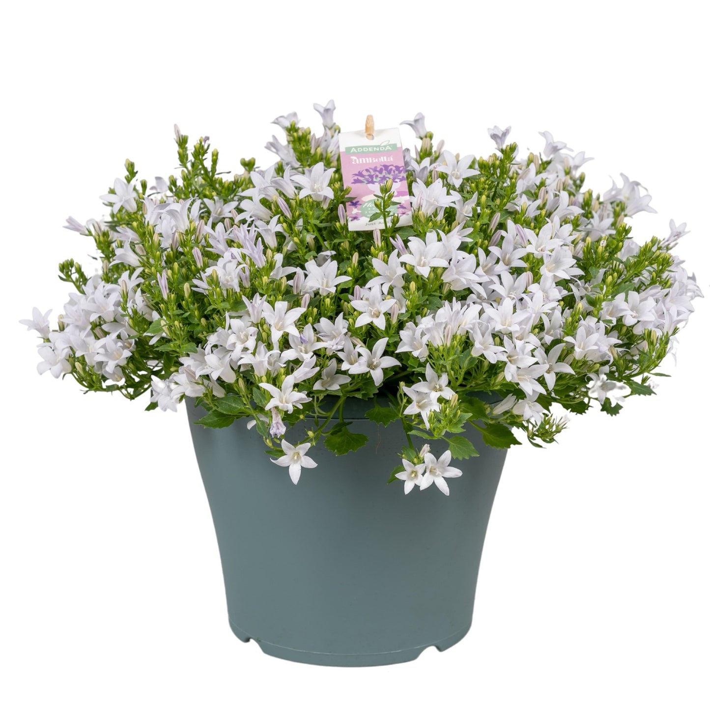 Campanula Ambella white 30cm 23cm Pot