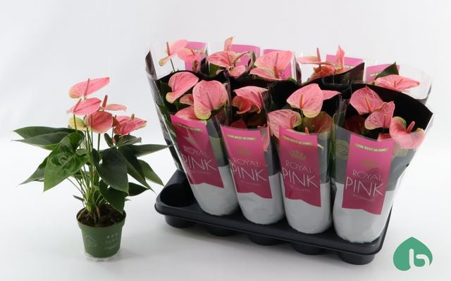 Anthurium Sweet Dream 42cm 12cm Pot