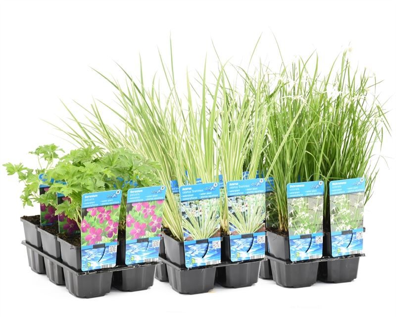 Waterplants 20cm 9cm Pot