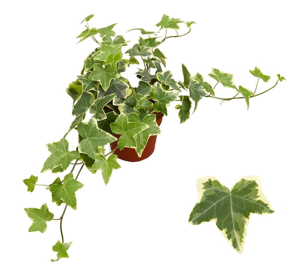 Hedera helix Goldchild Special Pot (508)
