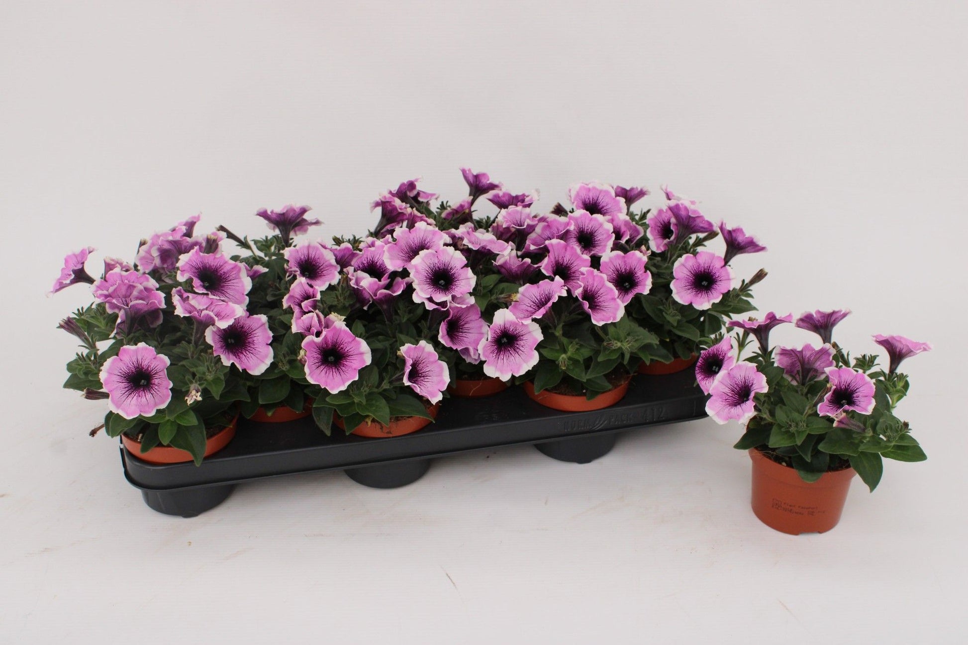 Petunia Lavender 15cm 510cm Pot