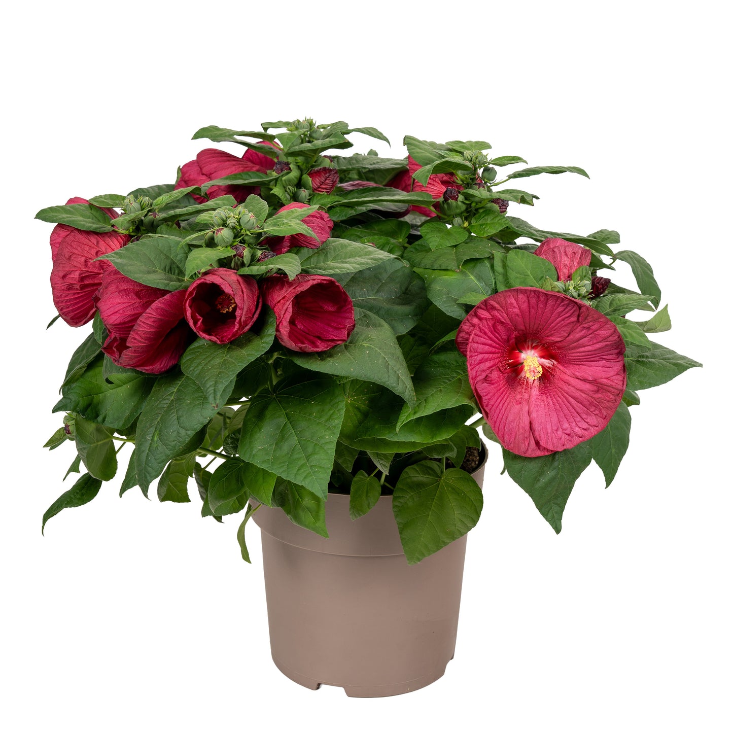 Hibiscus mos. Luna mix 55cm 23cm Pot