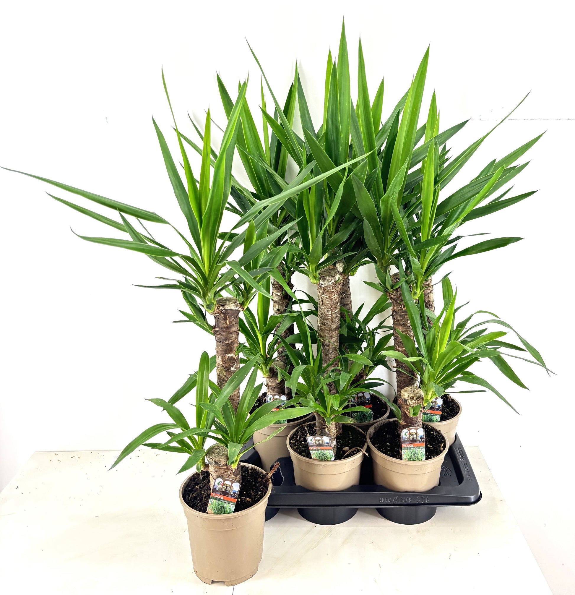 Yucca elephantipes 80cm 17cm Pot