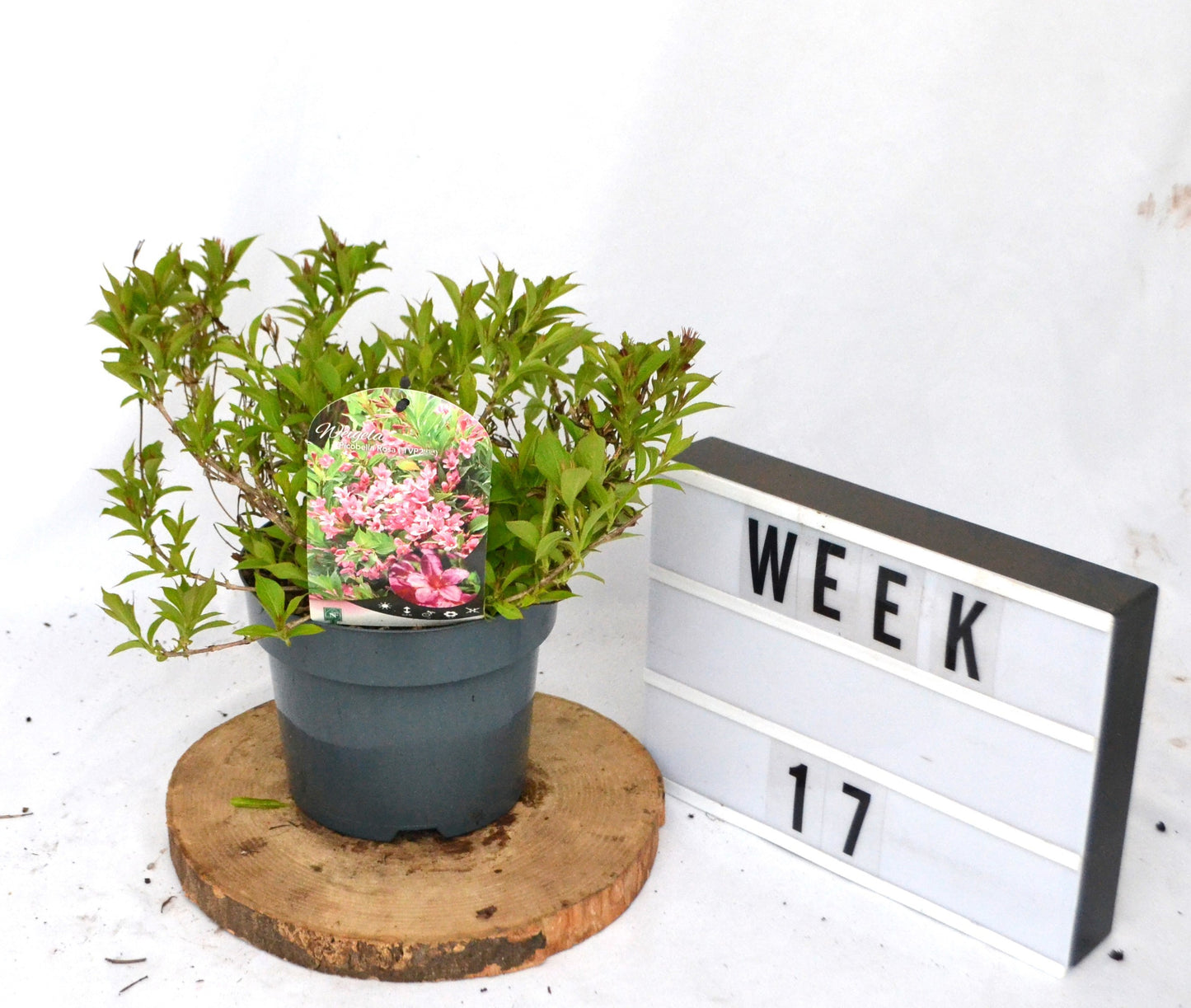 Weigela florida 25cm 19cm Pot
