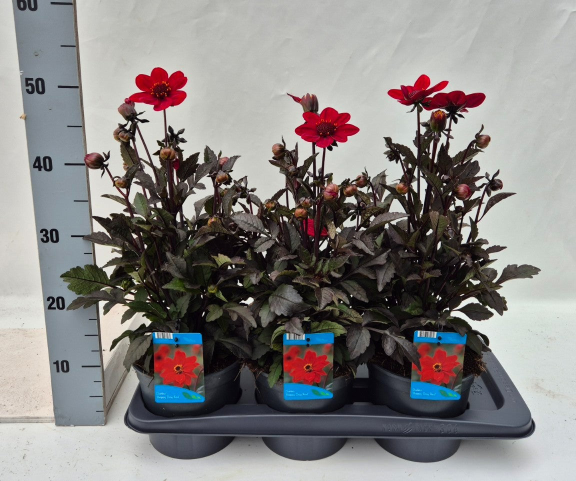 Dahlia Happy Days Red 30cm 17cm Pot